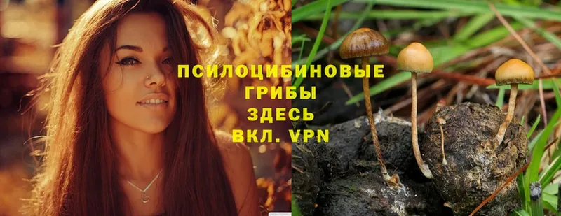 сколько стоит  Елизово  Галлюциногенные грибы Cubensis 